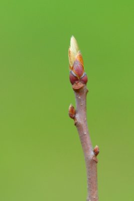Nyssa sylvatica - tupela lesní - pupen
